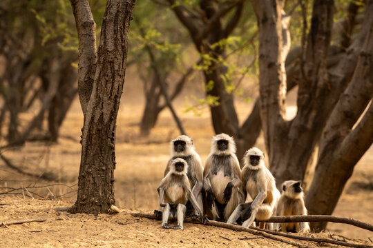 Gray or Hanuman langurs or indian langur or monkey family during outdoor jungle safari at ranthambore national park or tiger reserve rajasthan india - Semnopithecus