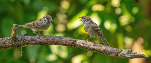 Two detailed sparrows, seen from the front, sit on a long branch. One bird talks to the other sparrow. With a blurry green and yellow background. Social media, webbanner or backdrop