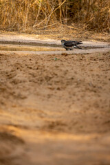 eurasian or northern sparrowhawk in waterhole for quenching thirst during safari forest of central india - accipiter nisus