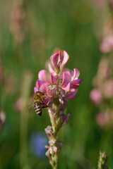 Bee on a pink wildflower in nature pollinating