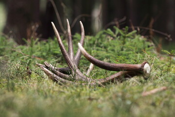 Deer antlers (Cervus elaphus) on the ground . Animals remain in spring