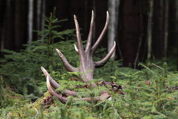 Deer antlers (Cervus elaphus) on the ground . Animals remain in spring