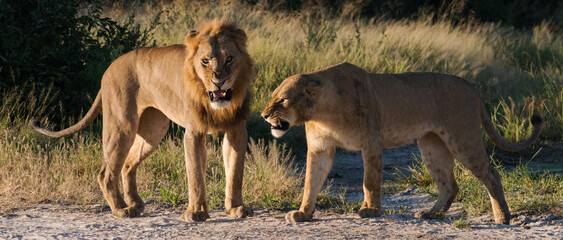 Lion and Lioness together