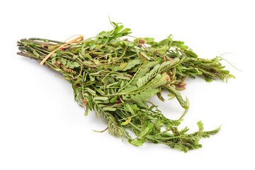 Acacia concinna branch and green leaves isolated on white background.