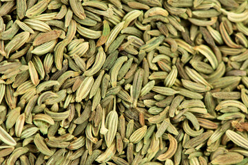 Tree basil or Ocimum gratissimum isolated on white background.top view,flat lay.