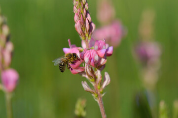 Bee on a pink wildflower in nature pollinatung