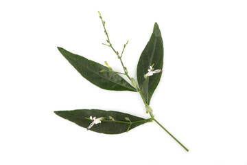 Fototapeta na wymiar Kariyat or Andrographis paniculata, branch flowers and green leaves isolated on white background.