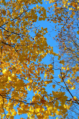 Maple leaves in autumn under the rays of the sun against the blue sky