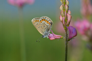 Common blue butterfly on a pink flower closed wings