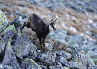 Young chamois( Rupicapra rupicapra) in high in the rocky mountains. In heavy sloping terrain he is hungry for food