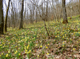 wild daffodils blooming in the forest in Luxembourg