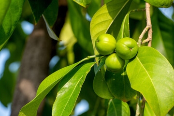 Suregada multiflora fruits on tree and on nature background.