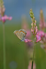 Common blue butterfly on a pink flower closed wings