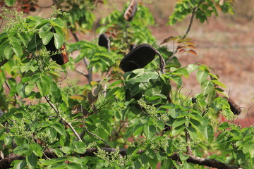Fruit of the Sindora siamensis Miq.