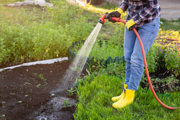Woman gardener watering her garden beds with hose on sunny warm spring day. New season plant care...