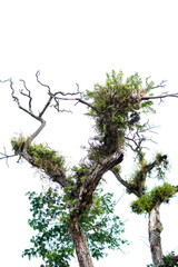 tree branches isolated on the white background