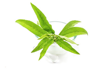 Obraz premium Ngai Camphor Tree green leaves isolated on white background.