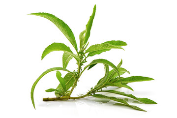 Fototapeta premium Ngai Camphor Tree green leaves isolated on white background.