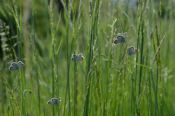 Multiple resting common blue butterflies ona a field