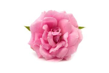 Damask rose isolated on white background.