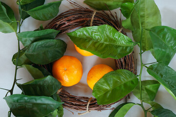 Clementines tangerines, twig with green leaves as spring decor and handmade  wreath from twig on...