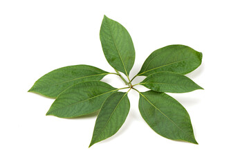 Camphor branch green leaves isolated on white background.