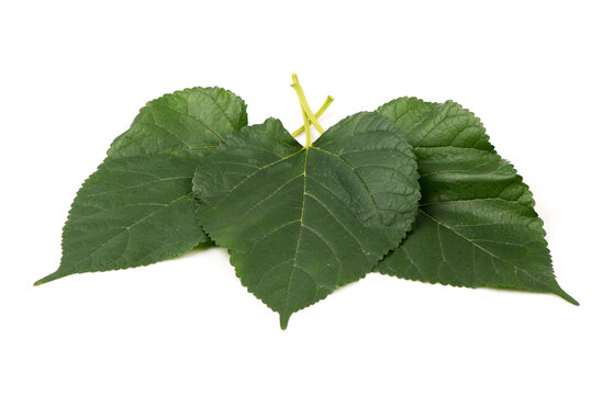 Fresh mulberry leaves isoated on white background.