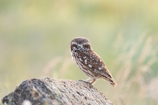 Little owl sits with its back turned in natural habitat. Athene noctua