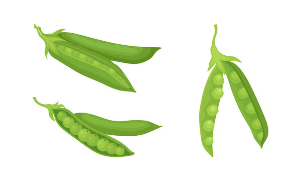 Pods of Green Peas with Edible Seeds Used as Vegetable Vector Set