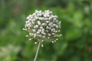 A Beautiful Leek Flower in a Garden.