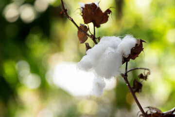 Cotton or gossypium hirsutum on nature background.