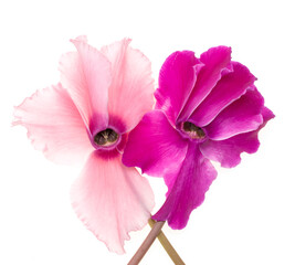 pink and lilac flowers on white background