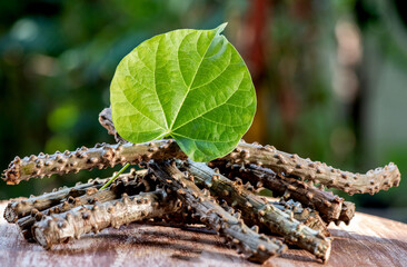 Tinospora cordifolia and green leaf on nature background.