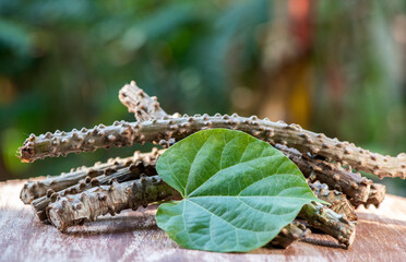 Tinospora cordifolia and green leaf on nature background.