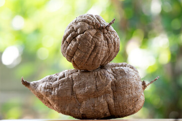 Pueraria mirifica or white kwao krua fruit on nature background.