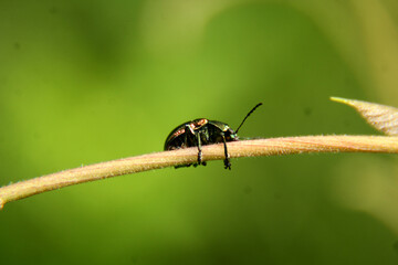 bug on leaf
