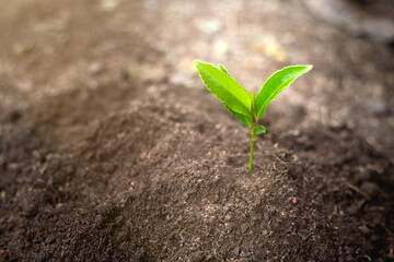 Seedlings that grow in complete soil. Soil integrity. Seedlings in dry soil. concept of global warming. Planting trees for the world. Trees that grow naturally. World Environment Day Concept.