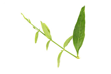 Kariyat or Andrographis paniculata, green leaves isolated on white background.top view,flat lay.