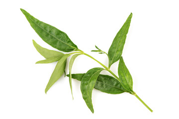 Kariyat or Andrographis paniculata, green leaves isolated on white background.top view,flat lay.