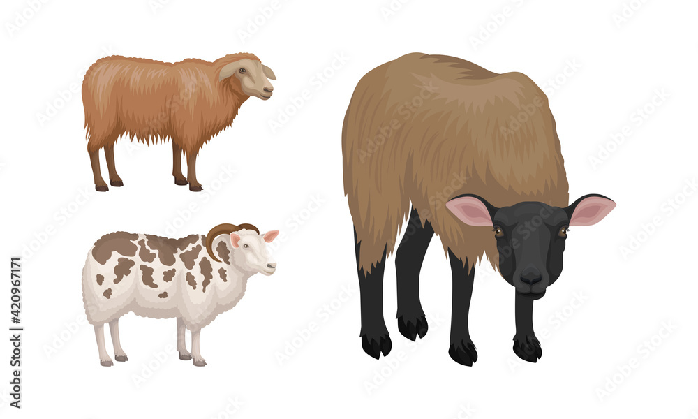 Canvas Prints Sheep as Ruminant Domestic Mammal Kept as Livestock Vector Set