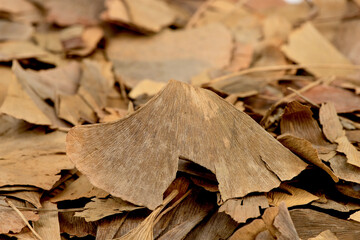 Dried ginkgo biloba leaves isolated on white background.