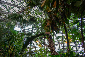 Fototapeta na wymiar A fragment of a glass greenhouse with tropical plants.