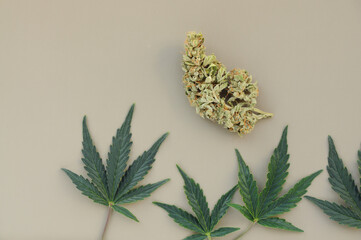 Cannabis pattern on grey background. Marijuana buds and fresh leaves, flat lat, top view. Hemp...