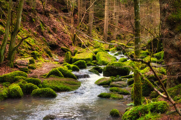 stream in the forest