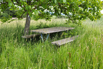 Tree next to a picnic table with weeds and grass growing over it in rural Germany on a spring day.