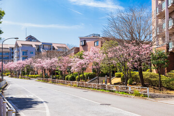 Fototapeta na wymiar 住宅街の桜並木