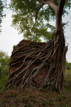  Ruins of   goal kampong tom Wat Temple with root of trees in forest  Cambodia.