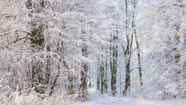 Snowfall in winter in the forest, gentle snowy Christmas morning with falling snow. Winter landscape. Snow-covered trees.