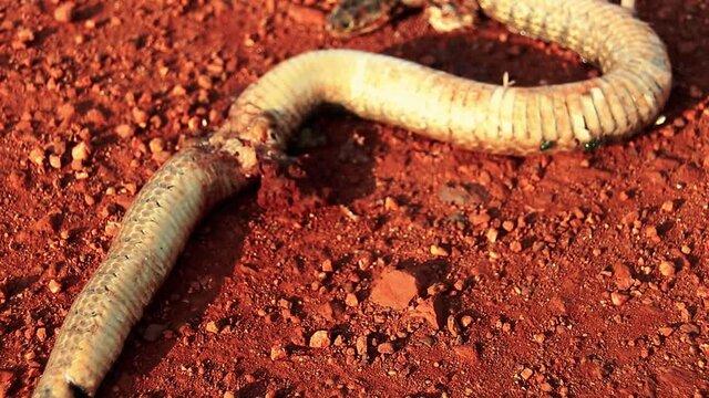 Dead snake left in the outback dirt road during the long summer drought showing the effects of climate change and global warming
