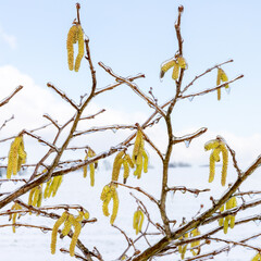 Freigestellte von Eis überzogene Blüten und Äste der Hasel